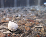 tyggeggumni på sti 2