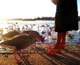 Nydelig dame fodrer fugle med brød fra en stor sæk