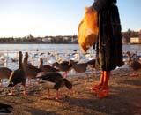 Nydelig dame fodrer fugle med brød fra en stor sæk