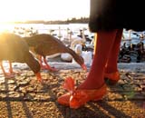 Nydelig dame fodrer fugle med brød fra en stor sæk