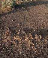 Spade digging its own grave